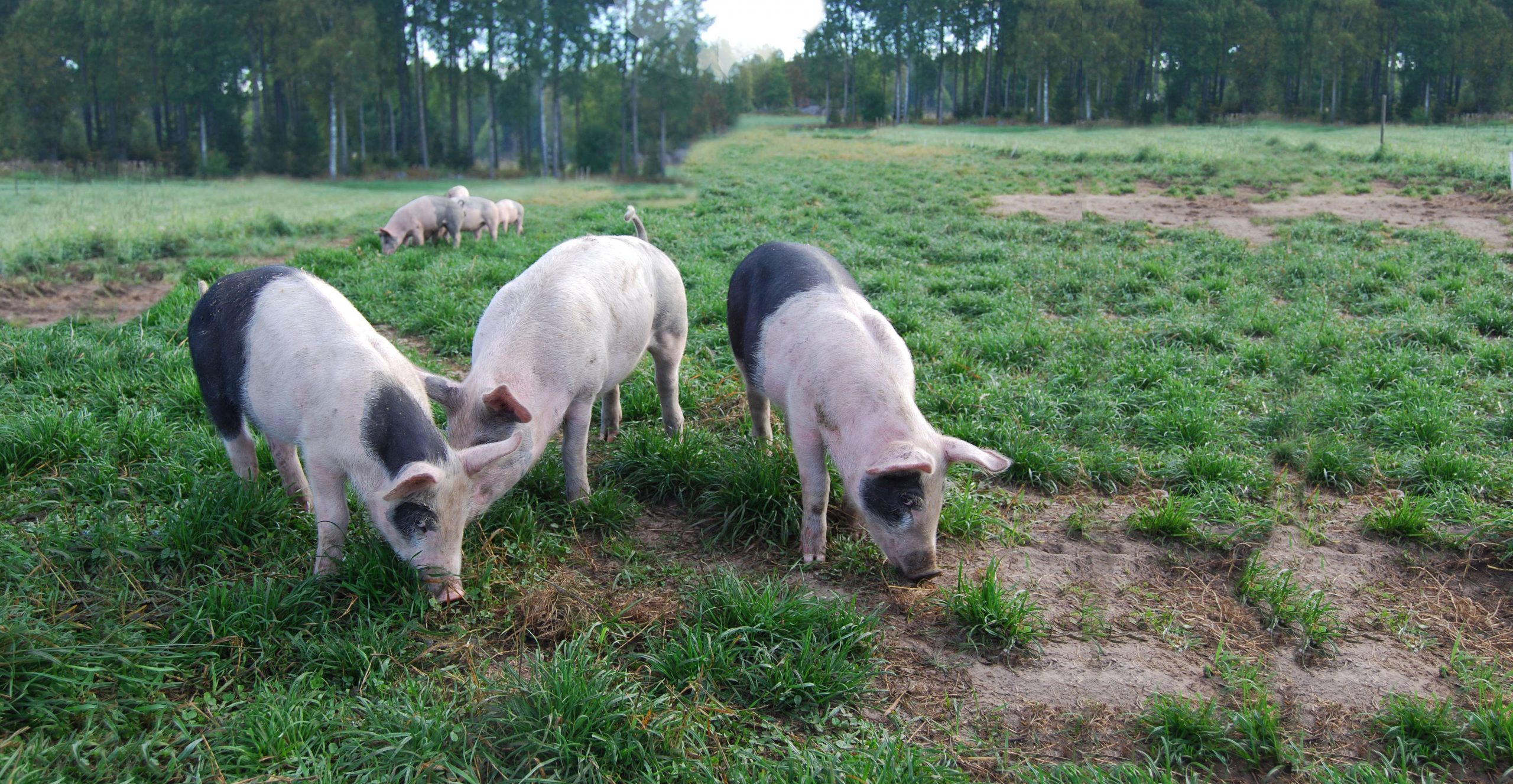 Dödlig djursjukdom kan sprida sig i landet