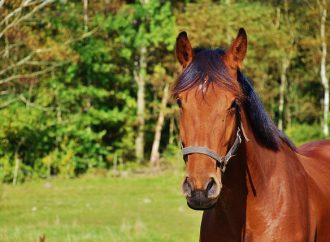 Gotland får hästklinik igen efter två år