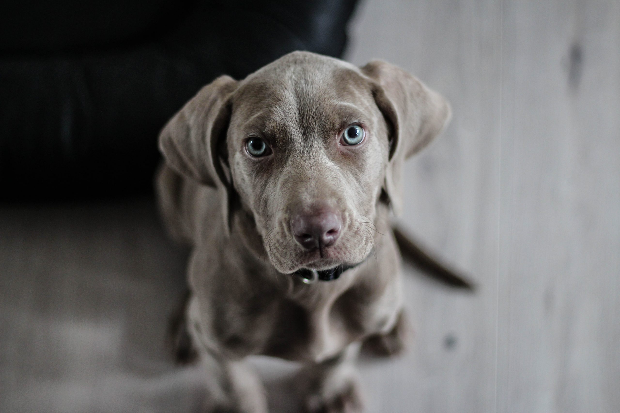 hund