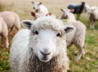 Kurs i djurhälsa för får och nöt