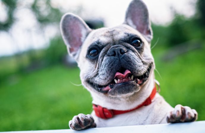 Den leende bulldoggen – en hund som inte kan andas