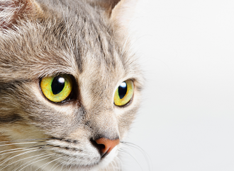 Urin från katt kan användas för mätning av stresshormoner