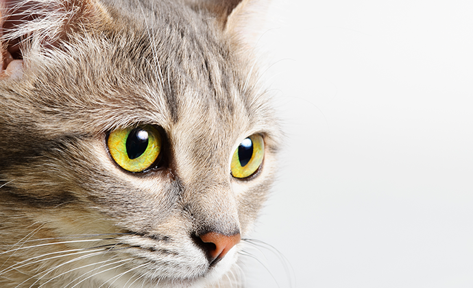 Urin från katt kan användas för mätning av stresshormoner