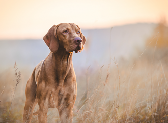 Utvärdering av ny markör för nedsatt njurfunktion hos hund