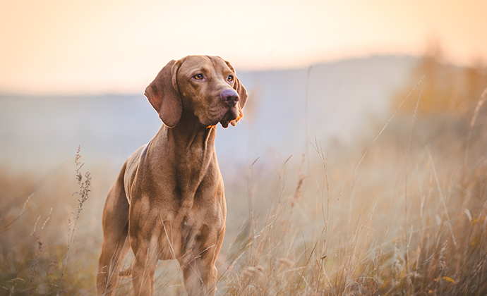 Utvärdering av ny markör för nedsatt njurfunktion hos hund