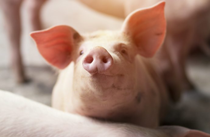 Användningen av antibiotika i djuruppfödningen minskar