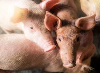 Svansbitning hos gris sänktes till en femtedel med svensk standard