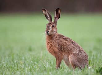 Hög risk att drabbas av harpest vid årets jakt på hare