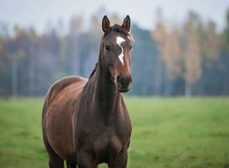 Häst avlivad efter att ha drabbats av EHV-1