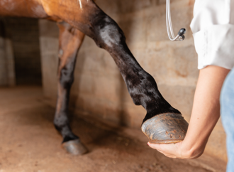 Synkrontonljus – ny unik metod för att studera sjukdomen artros hos häst