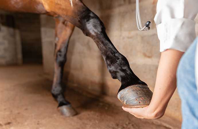 Synkrontonljus – ny unik metod för att studera sjukdomen artros hos häst