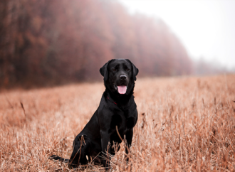Labradoren – Sveriges mest populära hund