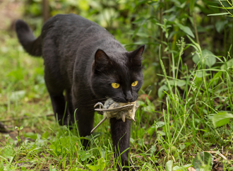 Salmonellaepidemi bland katter i Västernorrland