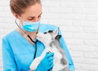 MSB efterlyser skyddsutrustning på djursjukhus