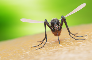 Ny ”ofarlig” malariamygga upptäckt i Sverige