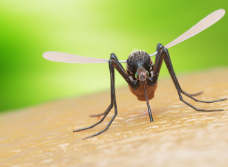 Ny ”ofarlig” malariamygga upptäckt i Sverige
