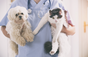 Alternativa anestesiläkemedel i djursjukvården