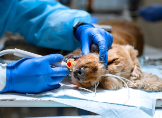 Restnoteringar av anestesiläkemedel som kan användas till djur
