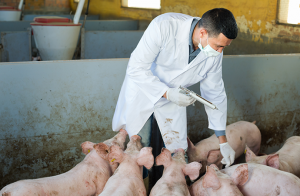 Ny rapport om antibiotikaanvändning i djurproduktion