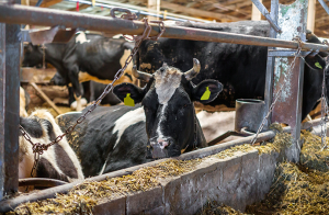 Uppdrag granskning: 210 gårdar bröt mot djurskyddslagen förra året