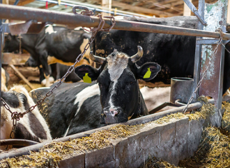 Uppdrag granskning: 210 gårdar bröt mot djurskyddslagen förra året