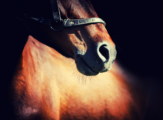 Rekordlång avstängning för ”horse abuse”