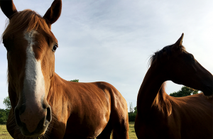 Remissyttrande:  Nej till svepande resonemang och oklara slutsatser om hästnäringen