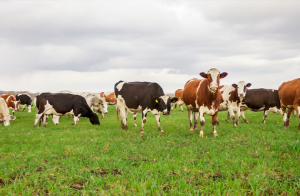 Ökning av ekologiskt nötkött 2019