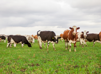 Ökning av ekologiskt nötkött 2019