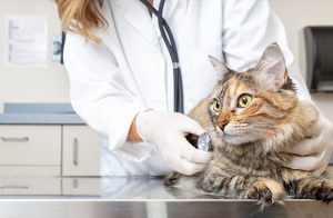 Skriande brist på veterinärer