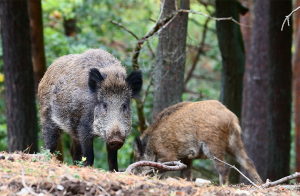 Afrikansk svinpest hos vildsvin i Tyskland