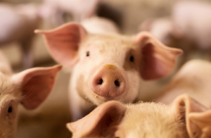 Ovanlig salmonellatyp påvisad hos gris i Skåne
