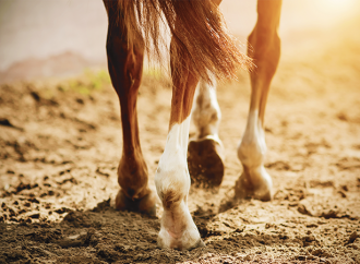 Ökad välfärd hos häst vid bättre hältdiagnostik