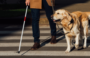 Kan synskadade hundar hjälpa människor att se?
