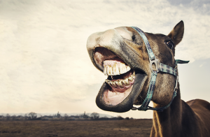 Muntrappan – rekommendationer vid skador i hästens mun