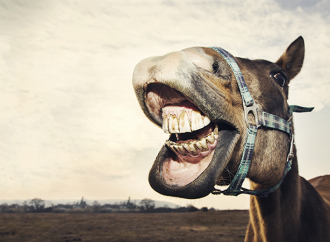 Muntrappan – rekommendationer vid skador i hästens mun