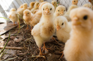Långvarig stress orsakar genförändringar i kycklingar