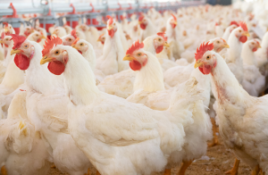 Fågelinfluensa på fjäderfäanläggning i Skåne