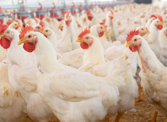 Fågelinfluensa på fjäderfäanläggning i Skåne
