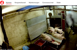 Uttalande från Sveriges Veterinärförbund med anledning av den film från ett slakteri som visas i TV4