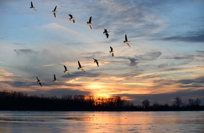 Fåglarnas vårflytt ger nya fall av fågelinfluensa
