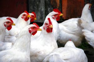 Viktigt att skydda tamfåglar mot fågelinfluensa