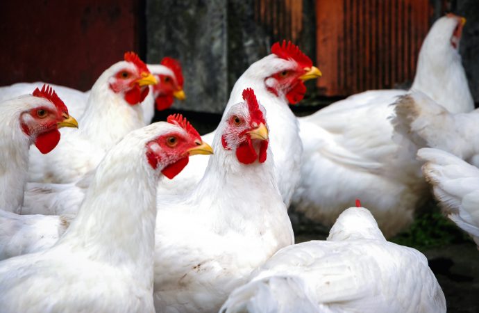 Viktigt att skydda tamfåglar mot fågelinfluensa