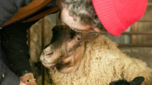 Sveriges Veterinärförbund kommenterar felaktig hantering av svårt sjukt djur i Sveriges Television