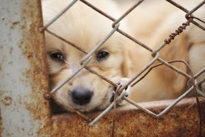 “Nytt lagförslag omöjliggör kampen mot hundsmuggling”