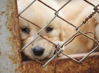 “Nytt lagförslag omöjliggör kampen mot hundsmuggling”