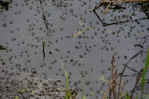 SVA ska undersöka myggförekomst på Gotland