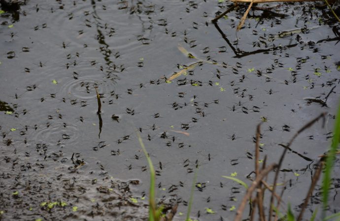 SVA ska undersöka myggförekomst på Gotland