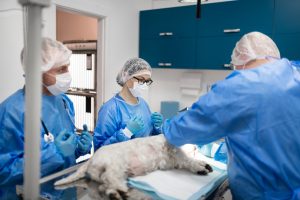 ”Hat och hot mot veterinärer måste stoppas”