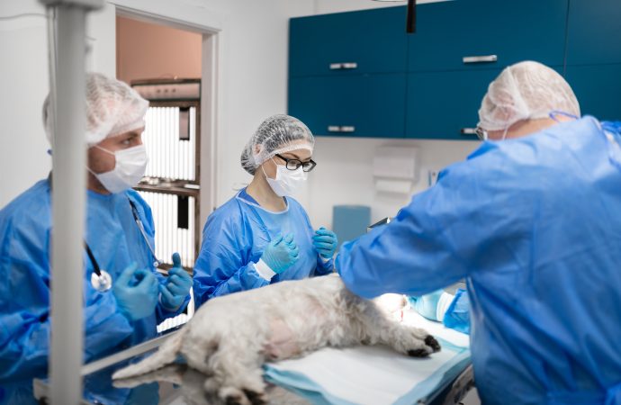 ”Hat och hot mot veterinärer måste stoppas”